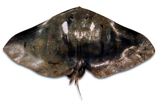 Gymnura altavela_08.jpg